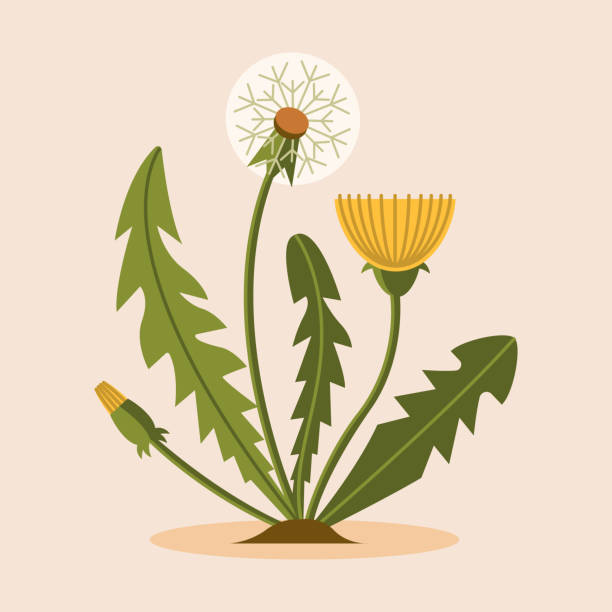 Illustration of a couple of dandelions